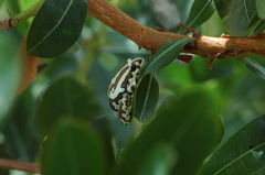 Hyperolius parallelus