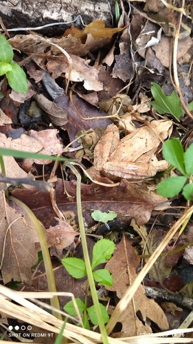 Agile Frog