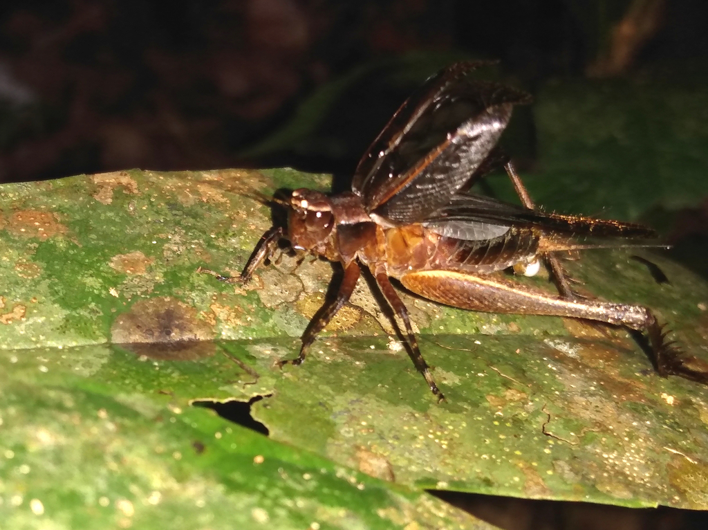 Eneoptera nigripedis