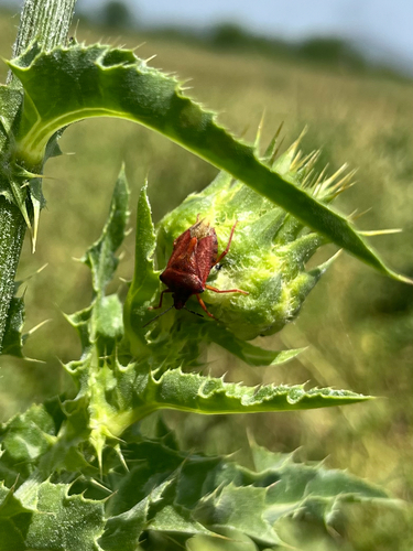Red Shield Bug
