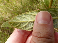 Ipomoea argentea