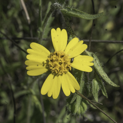 Layia gaillardioides