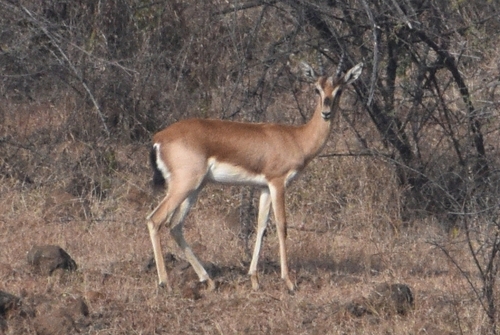 Indian Gazelle