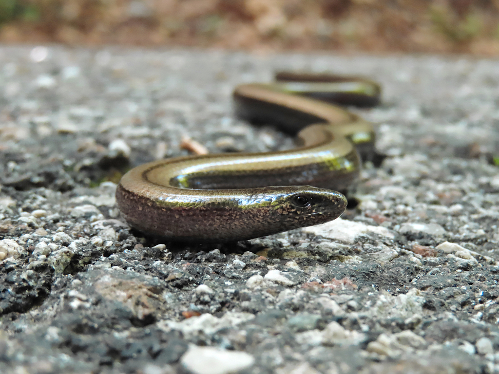 Italian Slow Worm