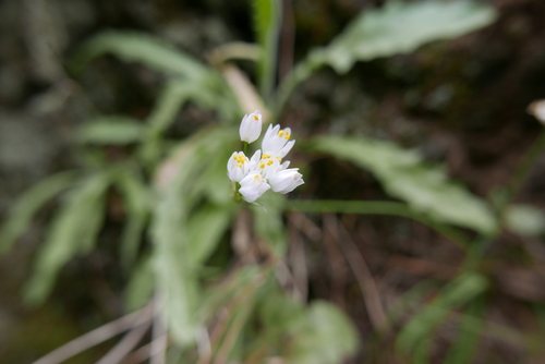 Allium canariense image