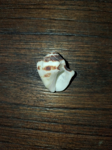 Vasula deltoidea