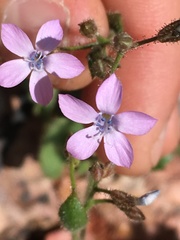 Gilia scopulorum