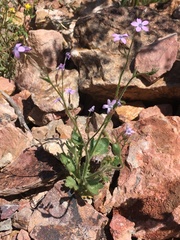 Gilia scopulorum