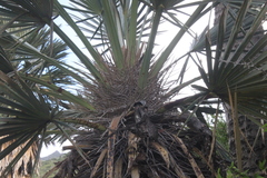 Trithrinax campestris