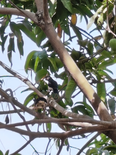 Indian Pied Starling