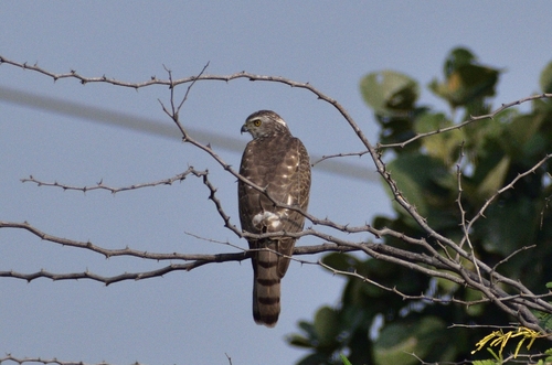 Shikra