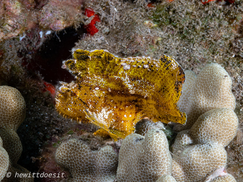 Taenianotus triacanthus
