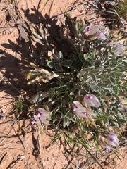 Astragalus newberryi