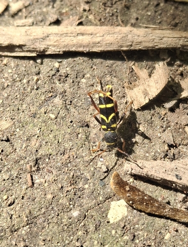 Photo of Wasp Beetle (Clytus arietis)