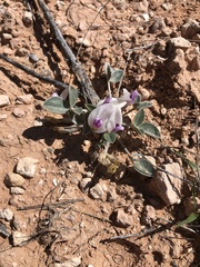 Astragalus newberryi