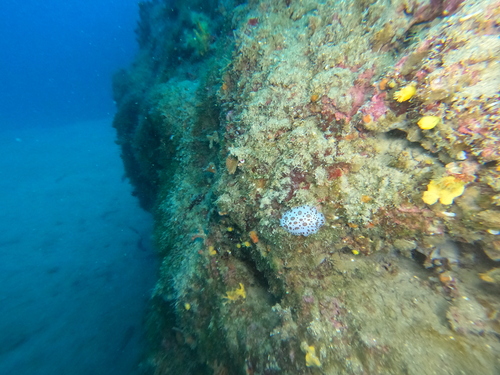 Peltodoris atromaculata