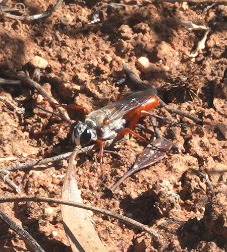 Sphex flammeus