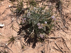 Astragalus newberryi
