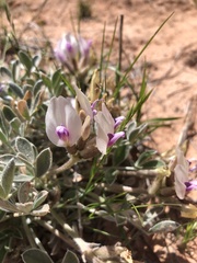Astragalus newberryi