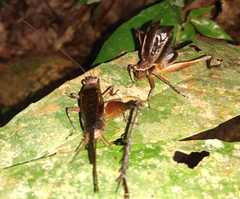 Eneoptera nigripedis