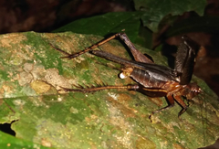 Eneoptera nigripedis