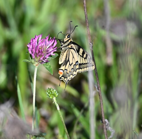 Papilio machaon