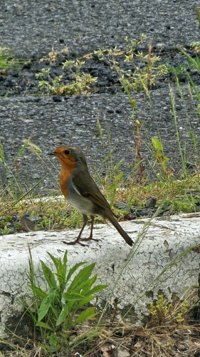 European Robin