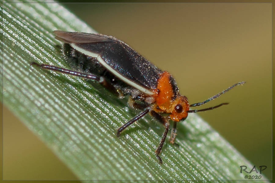Aspidobothrys ruficeps
