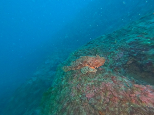 Scorpaena scrofa