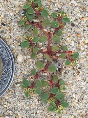 Euphorbia vizcainensis