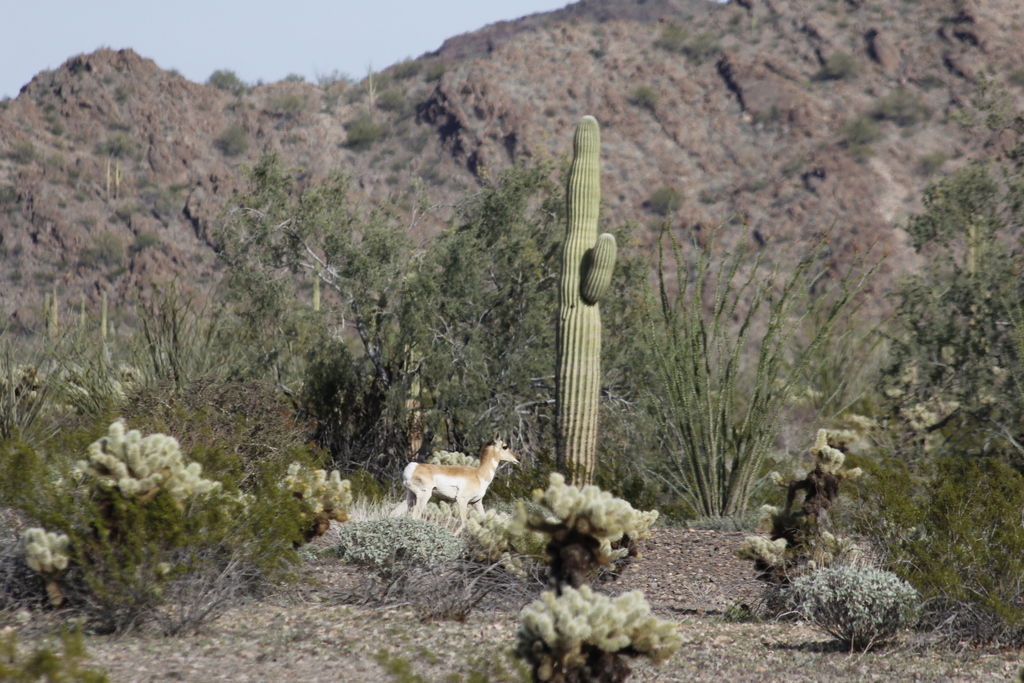 Sonoran Pronghorn