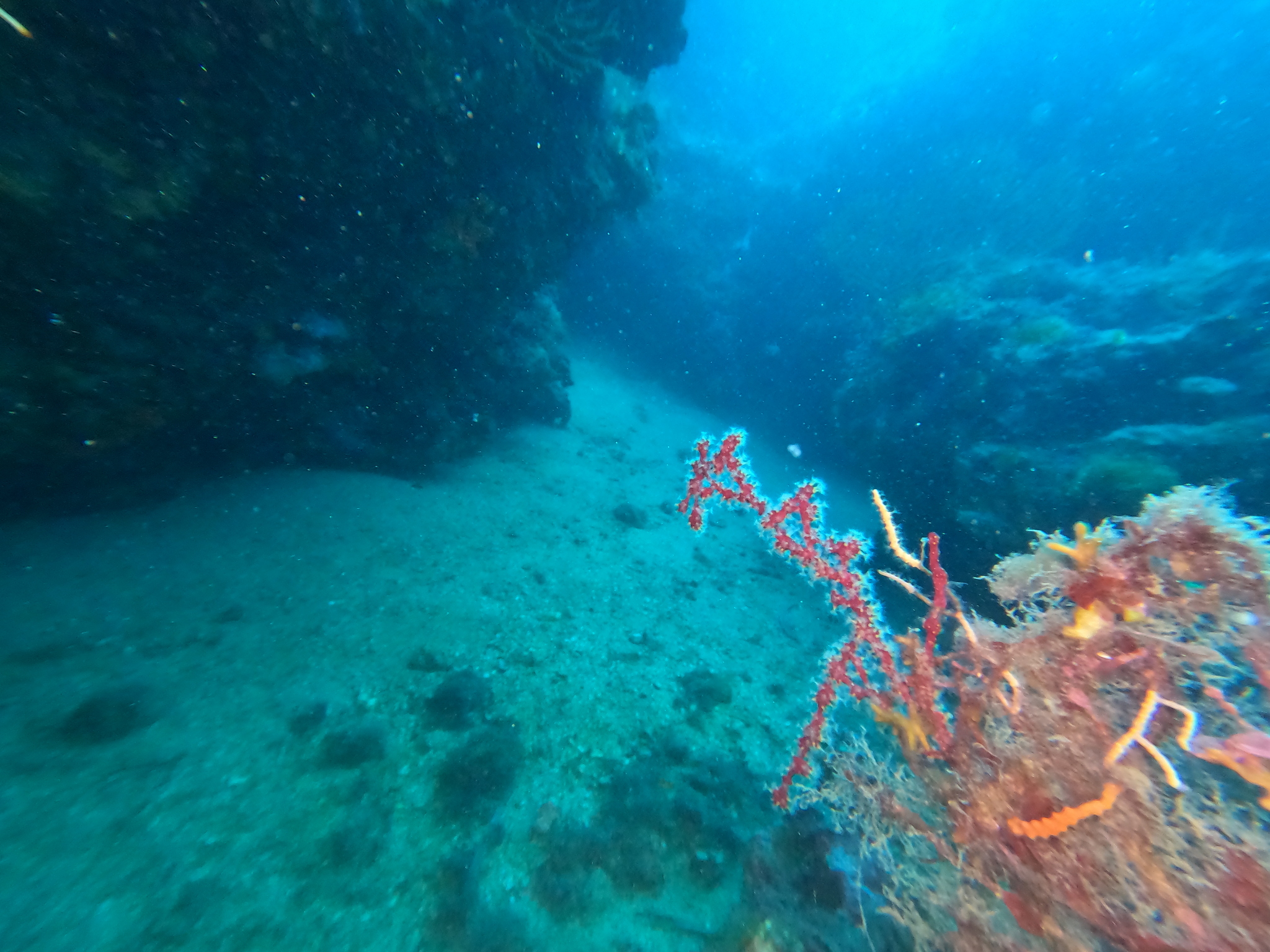 Alcyonium coralloides (Pallas, 1766)