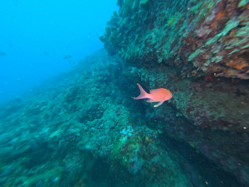 Anthias anthias