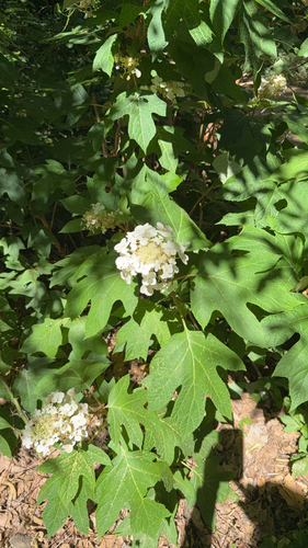 Featured image for “oakleaf hydrangea”