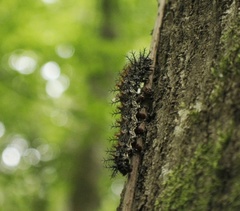 Hemileuca maia