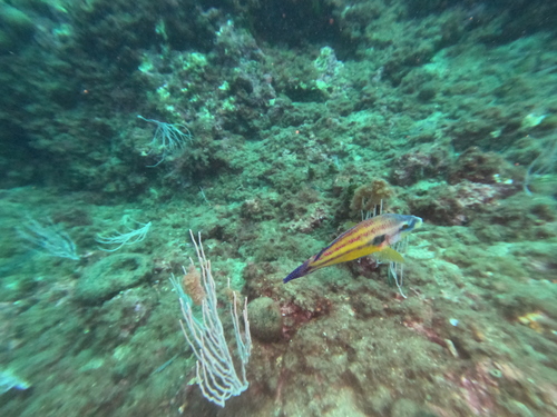 Symphodus tinca