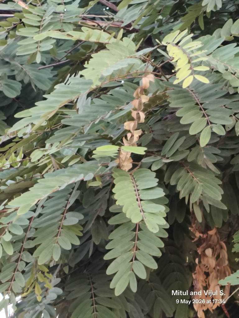 Kas Tree Kassod Tree from Vyasa Nagar, Manchirevula, Hyderabad, Telangana 500089 ...
