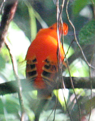Rupicola rupicola