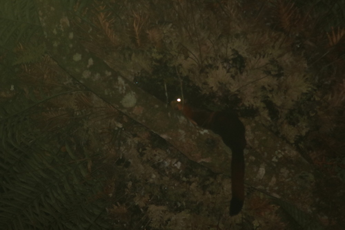 Red Giant Flying Squirrel