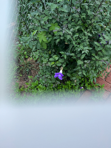 Bush Thunbergia