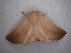 Monoctenia smerintharia