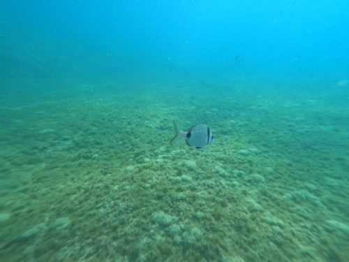 Diplodus vulgaris