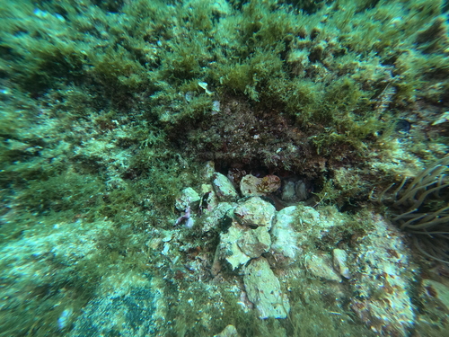 Octopus vulgaris