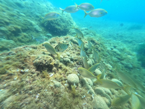 Sarpa salpa
