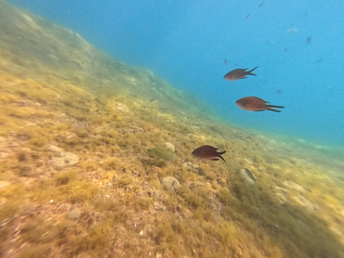 Chromis chromis