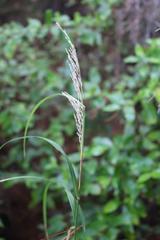 Poa anceps