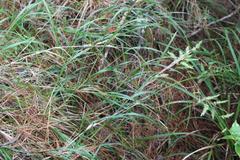Poa anceps