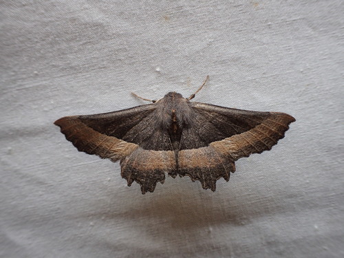 Nycticleptes lechriodesma