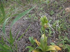 Ophrys umbilicata