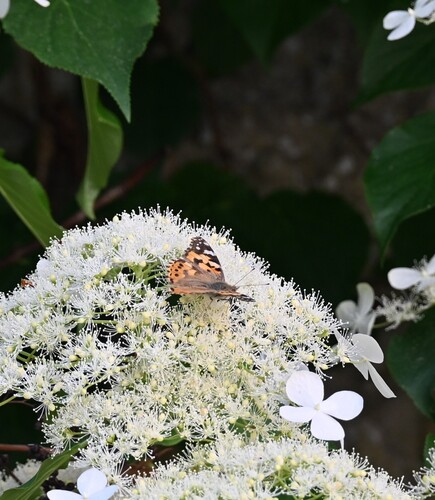 Vanessa cardui